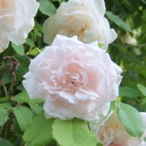 マダムアルフレッドキャリエールの商品一覧 通販 Yahoo ショッピング