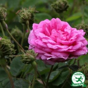 上質で快適 ラズベリーアイズ薔薇苗木【調整中】 植物/観葉植物