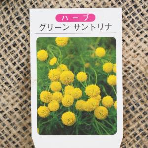 黄色い花のハーブの商品一覧 通販 Yahoo ショッピング