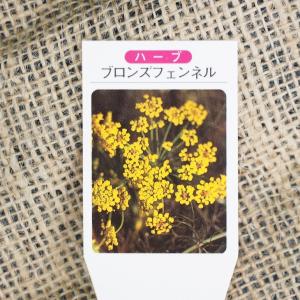 ハーブ 苗 【フェンネル ブロンズ】 3号ポット苗の商品画像