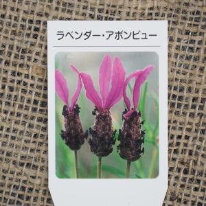 ラベンダー ハーブ 苗 【アボンビュー (ストエ...の商品画像