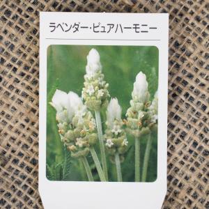 ラベンダー 苗 四季咲 苗 の商品一覧 花 ガーデニング 通販 Yahoo ショッピング