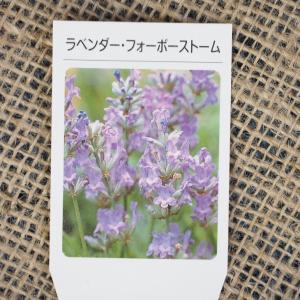 ラベンダー ハーブ 苗 【フォーポーストーム】 ...の商品画像