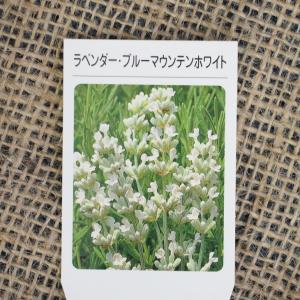 ラベンダー ハーブ 苗 【ブルーマウンテンホワイ...の商品画像