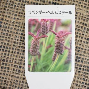 ラベンダー ハーブ 苗 【ヘルムスデール】 3号...の商品画像
