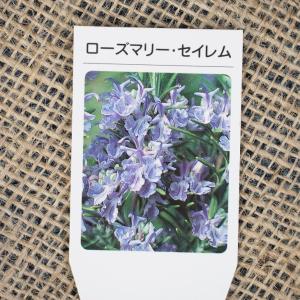 ローズマリー 苗 【セイレム】 3号ポット苗の商品画像