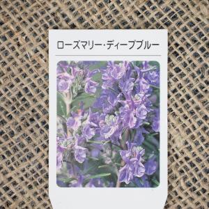 ローズマリー 苗 【ディープブルー】 3号ポット苗の商品画像