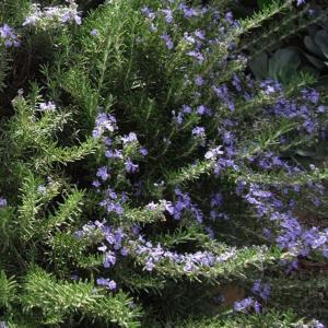 ローズマリー 苗 【モーツァルトブルー （半匍匐性タイプ）】 3号