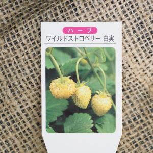 ワイルドストロベリー 苗 【ワイルドストロベリー...の商品画像