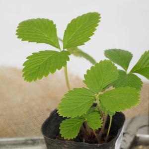 ワイルドストロベリー 苗 【ワイルドストロベリ...の詳細画像1