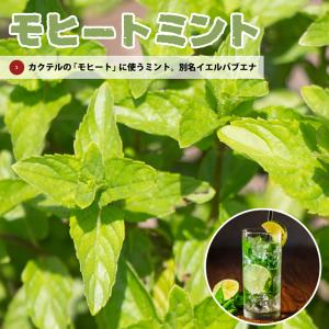 ミント 苗 【モヒートミント （イエルバブエナ）】 3号ポット苗