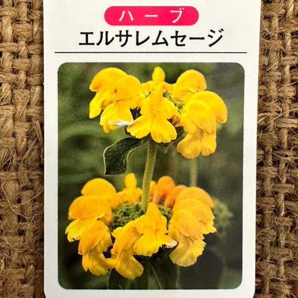 セージ 苗 【エルサレムセージ （黄色）】 3号ポット苗