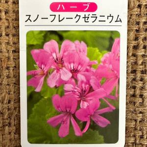 ゼラニウム 苗 【スノーフレークゼラニウム】 3...の商品画像