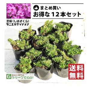 ◇送料無料◇ 芝桜 （シバザクラ） 苗 【モンブランホワイト】 3号