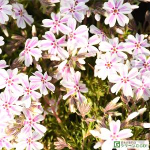 芝桜 （シバザクラ） 苗 【キャンディキャンディ】 3号ポット苗