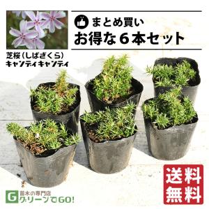 芝桜 （シバザクラ） 苗  3号ポット苗×6本セット