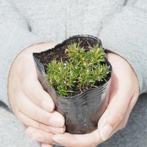 芝桜 (シバザクラ) 苗 【キャンディキャンデ...の詳細画像1