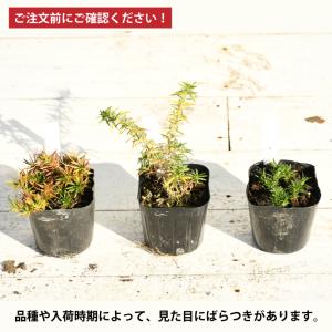 芝桜 (シバザクラ) 苗 【キャンディキャンデ...の詳細画像3