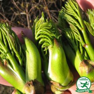 タラの芽 苗の商品一覧 通販 Yahoo ショッピング