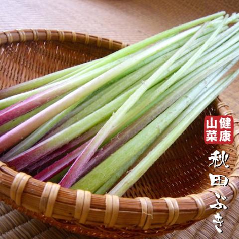 フキ 苗 【山菜 秋田ぶき】 4号ポット苗