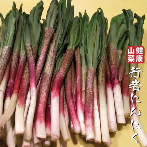 行者ニンニク 苗 【山菜 行者にんにく】 4号ポット苗