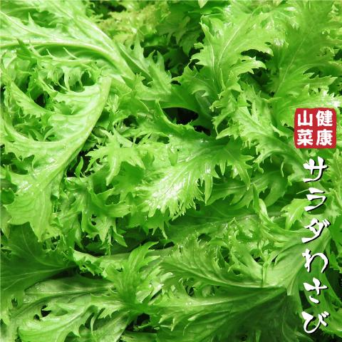 ワサビ 苗 【山菜 サラダわさび】 4号ポット苗