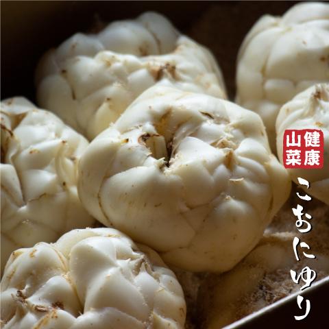 コオニユリ 苗 【山菜 こおにゆり】 4号ポット苗