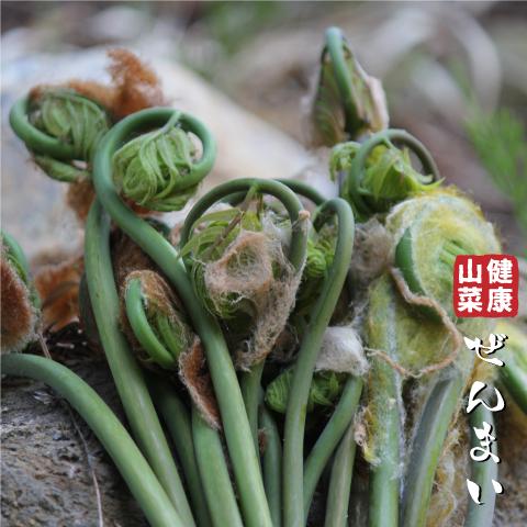 ゼンマイ 苗 【山菜 ぜんまい】 4号ポット苗