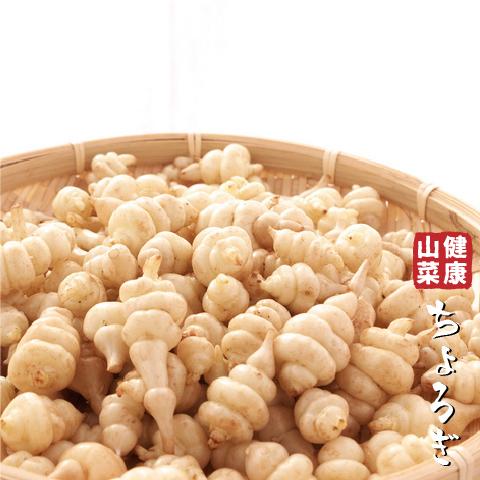 チョロギ 苗 【山菜 ちょろぎ】 4号ポット苗