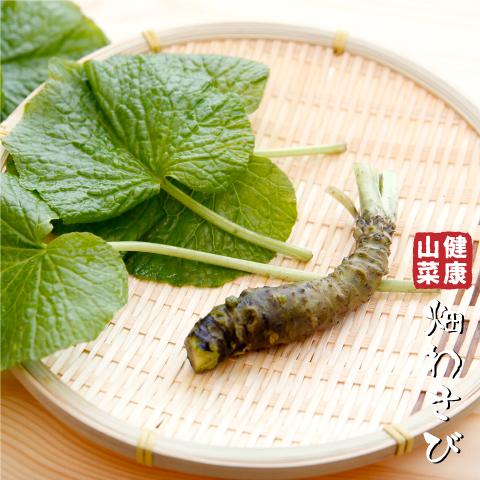 ワサビ 苗 【山菜 畑わさび】 4号ポット苗