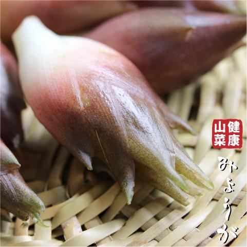 ミョウガ 苗 【山菜 みょうが】 4号ポット苗