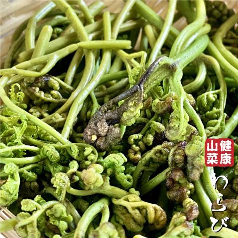 ワラビ 苗 【山菜 わらび】 4号ポット苗