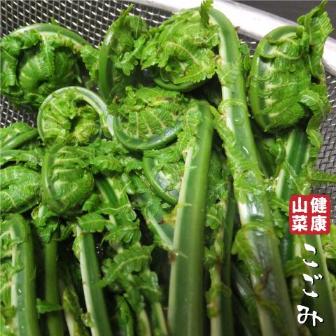 コゴミ 苗 【山菜 こごみ】 4号ポット苗