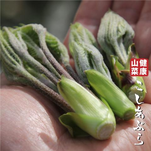 コゴミ 苗 【山菜 コシアブラ】 ポット苗