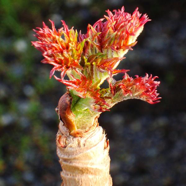 タラの芽 苗 【山菜 七島タラの木】 挿し木苗