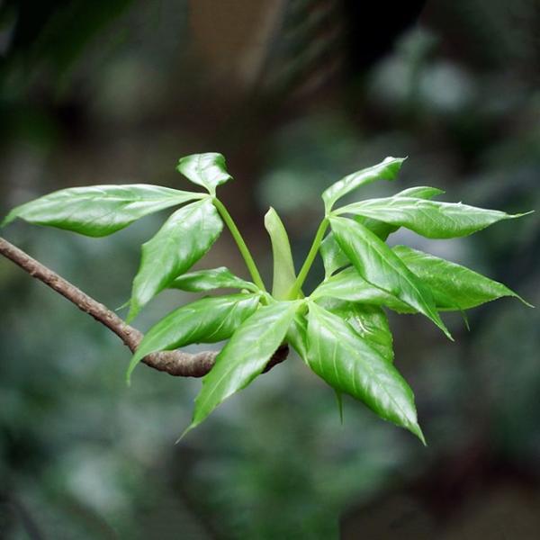 タカノツメ 苗 【山菜 鷹の爪 （タカノツメ）】 ポット苗