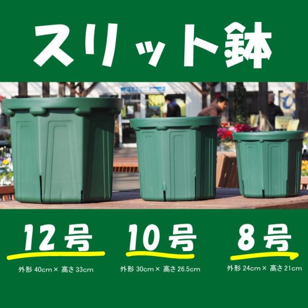 鉢 【スリット鉢 8号 （モスグリーン色）】 [外形24ｃm×高さ21ｃm （内径20．5ｃm） 8...