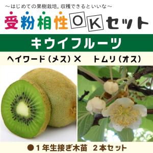 キウイ 苗木 【メス 香緑】 3年生 接ぎ木 約1.3m 大苗 : 苗木の専門店