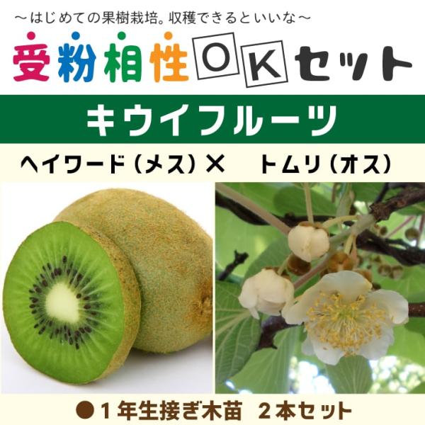 キウイ 苗木 【キウイ2品種 受粉相性OKセット ヘイワード × トムリ】 1年生 接ぎ木苗 ×2本...