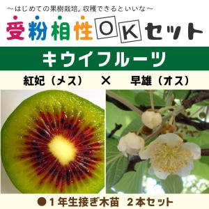 キウイ 苗木 【キウイ2品種 受粉相性OKセット 紅妃 × 早雄】 1年生 接ぎ木苗 ×2本セット｜hanahiroba