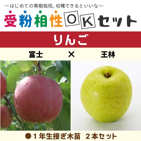 りんご 苗木 【りんご2品種 受粉相性OKセット 富士 × 王林】 1年生 接ぎ木苗 ×2本セット