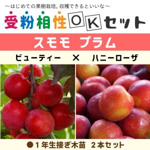 すもも プラム 苗木 植木 の商品一覧 花 ガーデニング 通販 Yahoo ショッピング