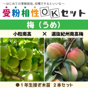 麗玉柿 苗木 登録品種 3年生 柿 苗木 【完全甘柿 麗玉 (れいぎょく) ［登録品種］】 3年生 接ぎ木