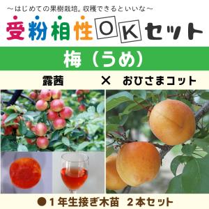 高田豊後（実梅）：果樹苗 : 日本花卉ガーデンセンターYahoo!店 - 通販