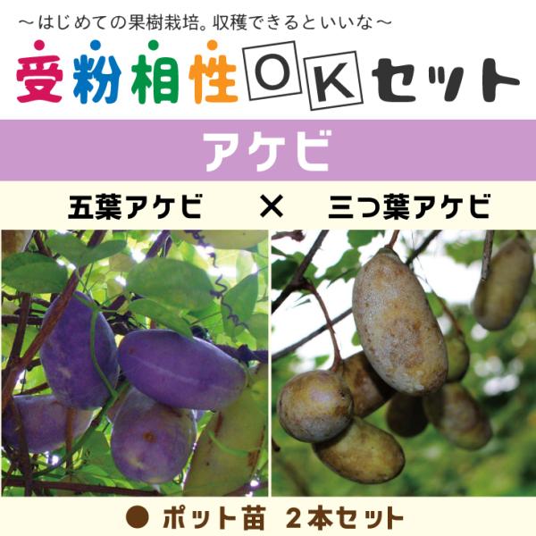アケビ 苗 【アケビ2品種 受粉相性OKセット 五葉アケビ × 三つ葉アケビ】 ポット苗 ×2本セッ...