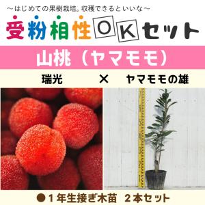 ヤマモモ 苗 【ヤマモモ2品種 受粉相性OKセット 東魁 × ヤマモモの雄