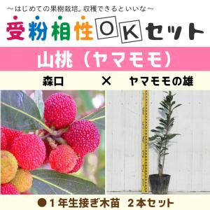 □優良2年生大苗□ 山桃 苗木 【東魁 （とうかい）】 2年生大苗 接ぎ木