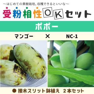 ポポー 苗木 【ポポー2品種 受粉相性OKセット マンゴー × サスケハナ
