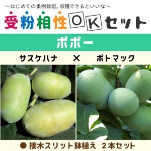 ポポー 苗木 サスケハンナ 1年生接木苗 : 苗木部 花ひろば