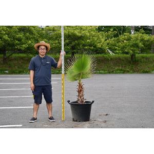 南国風 庭木の商品一覧 通販 Yahoo ショッピング